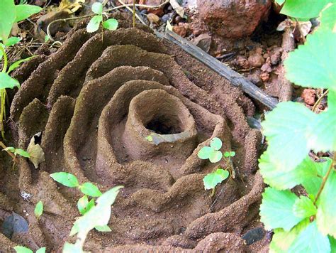 Whether you are looking for termite or pest control for your home or office we offer the service you are looking for. 1000+ images about Habitats, Nests, Wild Homes on ...