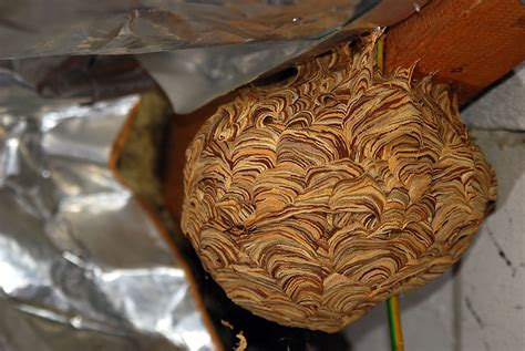 Hornissen stehen in deutschland ebenso wie bienen und hummeln unter naturschutz. Hornissennest auf dem Dachboden | Foto, Photo, Fotos ...