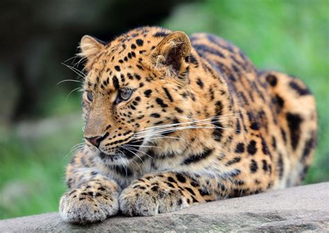 Amur Leopard By Klaus Wiese On 500px With Images Amur Leopard