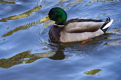 Duck Swimming In Water Free Stock Photo Public Domain Pictures