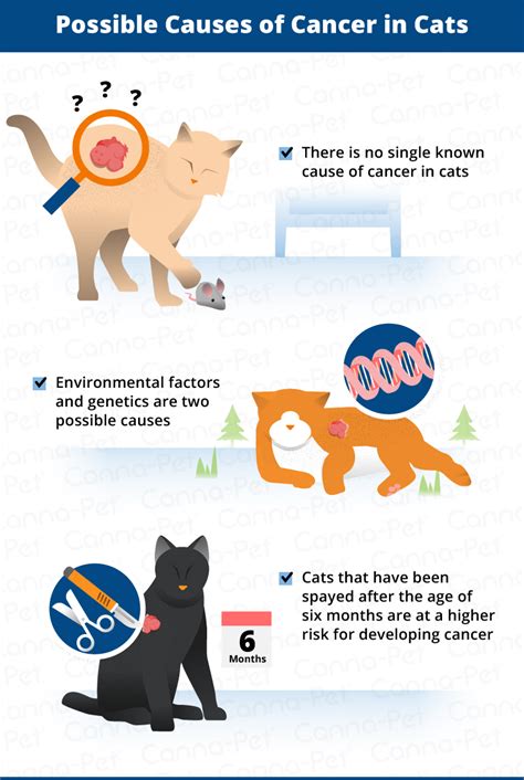 What Causes Cancer In Cats And Dogs