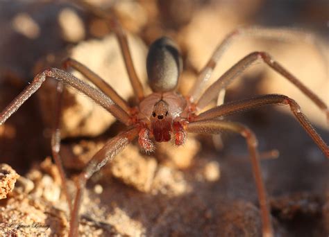 Texas Recluse Spider Loxosceles Devia Thanks Lynette For Flickr