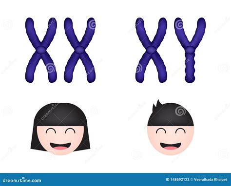 Chromosome Sexuel Femmes Et Hommes Illustration De Vecteur Illustration Du Homme Médical