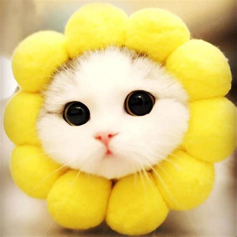 Cat With Flower Hat Cat Meme Stock Pictures And Photos