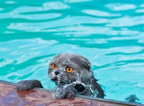 Swimming Cats Are So Funny 29 Pics
