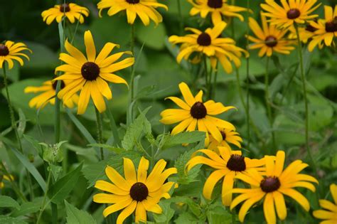 Yellow Daisy Wild Flower · Free Photo On Pixabay