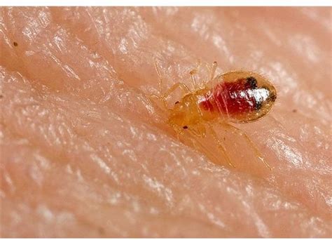 Facts About Bed Bugs Health Guide Info