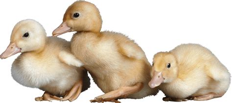Duckling Clipart Baby Duck Cute Duck Clipart Png Download Sexiz Pix