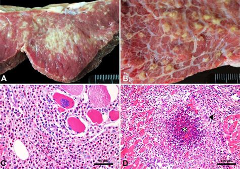 Atypical Parasitic Lesions In Slaughtered Cattle Eosinophilic Myositis