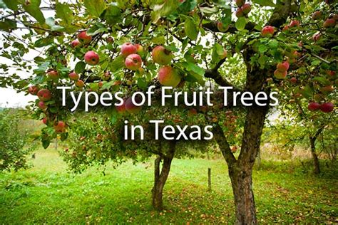 Fruit Trees To Grow In North Texas Pelajaran