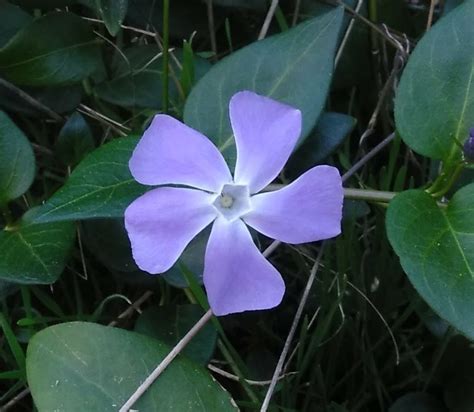 Bigleaf Periwinkle I Love Griffith Park