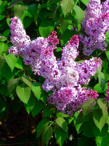 Common Purple Lilac 16 Ft H Lilac Tree Trees To Plant Fragrant Flowers