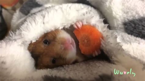 Hamster Eating A Carrot With Crunching Sounds Youtube