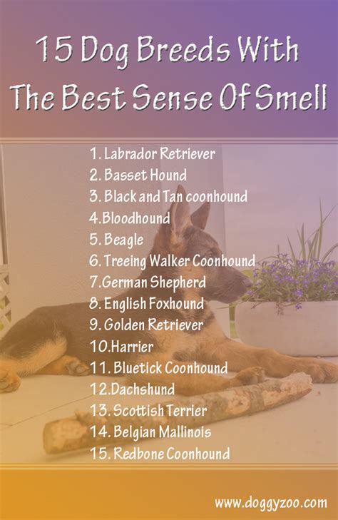15 Dog Breeds With The Best Sense Of Smell