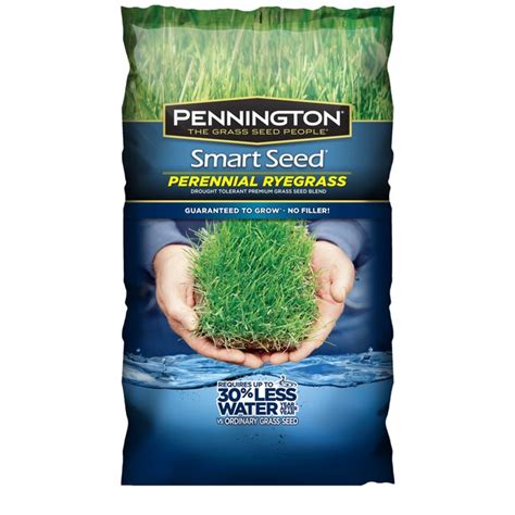 Pennington Smart Seed 3 Lb Perennial Ryegrass Grass Seed At