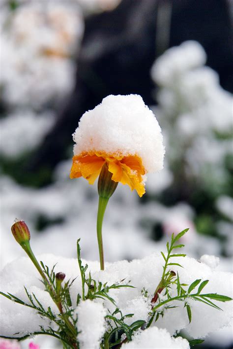 Images Gratuites La Nature Fleur Neige Hiver Blanc Feuille