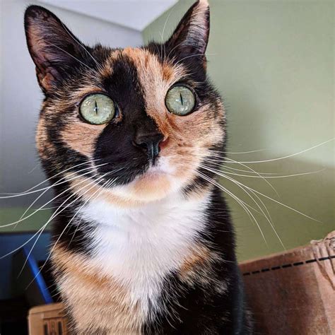 Types Of Calico Cats Creationsfiln