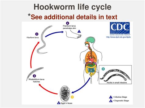 Lecture 13 Phylum Nematoda Part 2 Parasitic Life Histories Ppt Download