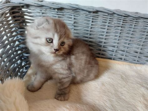 Scottish Fold Vhfjtyny Charming Scottish Fold Kitten For Sale Cats