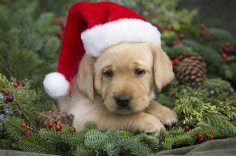 We have a litter that will be ready to go to their homes just before… Cute Christmas Puppies - Cute Baby Animal Photos