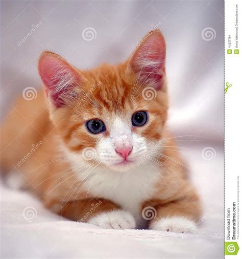 Cute Ginger Kitten With Blue Eyes Stock Photo Image Of Grey Collar