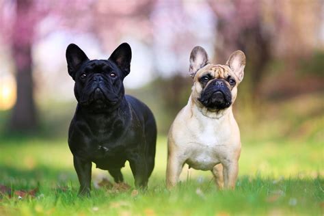 Are French Bulldogs Aggressive Frenchies Behavioral Issues