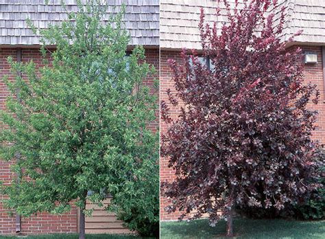Leaves turn to become a beautiful bright shade of red in the fall, making the kwanzan tree much more than just a floral springtime beauty. Chokecherry - Payne's Nurseries
