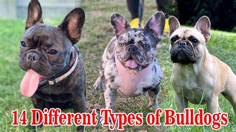 Different Types Of French Bulldogs Dog Types Youtube