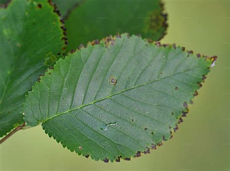 262084 (for references in articles please use ncbi:txid262084). Suche nach Arten - Feld-Ulme (Ulmus minor Mill.)