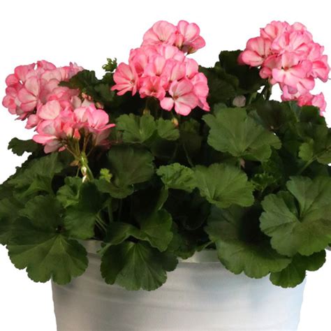 Big Eeze Sakura Interspecific Geranium Vanstone Nurseries