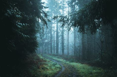 Path Through A Beautiful Misty Forest Stock Photo Image Of English