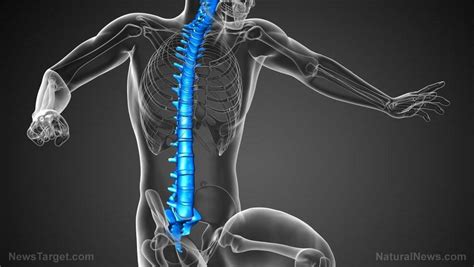 Spinal cord trauma is damage to the spinal cord. Researchers discover that the spinal cord works with the ...