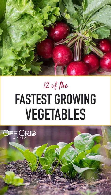 The Fastest Growing Vegetables And Fruits Every Survivalist Should Know