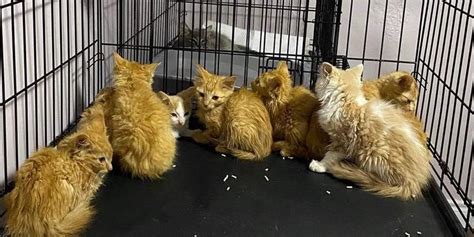 Humane Society Near Toronto Got 9 Kittens That Need Foster Parents Asap