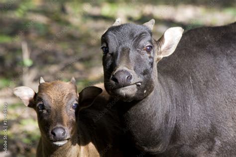 Young Lowland Anoa Bubalus Depressicornis And Its Mother Stock Photo