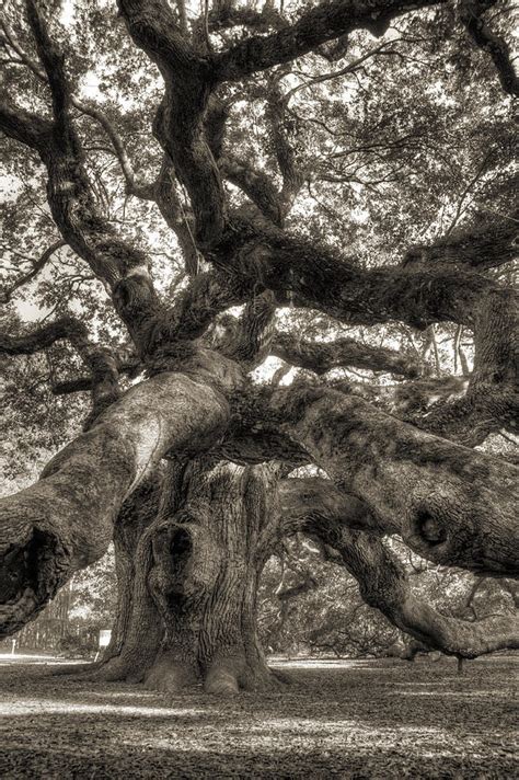 Angel Oak Live Oak Tree Photograph By Dustin K Ryan Fine Art America