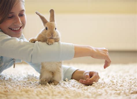 Introduction rabbit farming in kenya is not new and has been gaining popularity over time. Homemade Rabbit Toys - Toys for Pet Rabbits