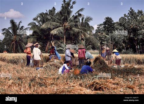 Bali Indonesia 3 Jan 2020 Farmers Harvesting Rice In Rice Field In Ubud Rice Harvesting By
