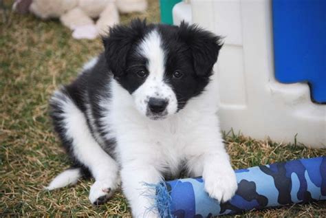 Hillcrest Border Collies Puppies Are 7 Weeks Old