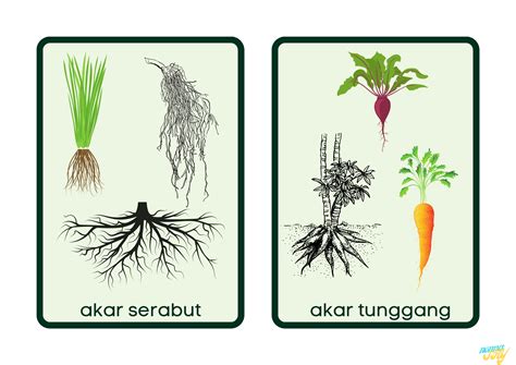 Belajar Bersama Mengenal 2 Jenis Akar
