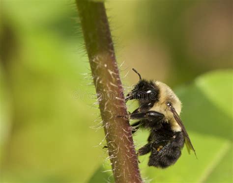 Close Up Of A Black Faced Bumble Bee Stock Photo Image Of Legs