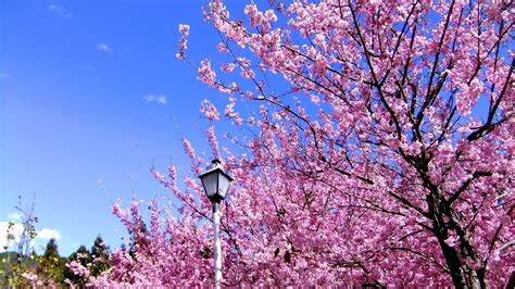 🥇 Nature Cherry Blossoms Trees Flowers Spring Pink Wallpaper 122207