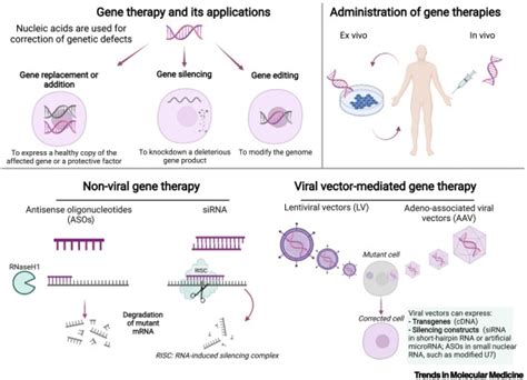 Translation Of Gene Therapy Strategies For Amyotrophic Lateral