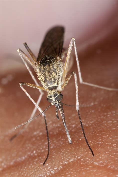 Most mosquitoes cannot fly through the small breeze put out by a fan. Mosquito | Pestban Pest Control