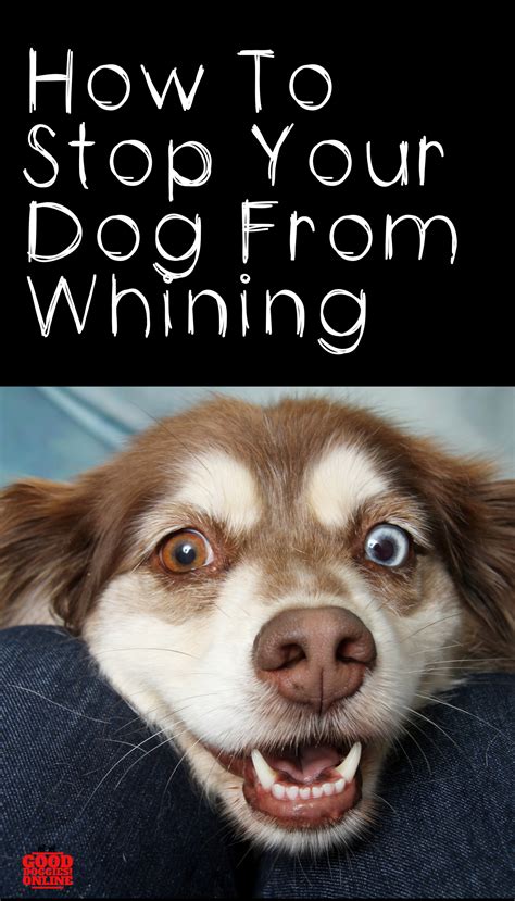 How To Stop Your Dog From Whining Good Doggies Online Dog Whining
