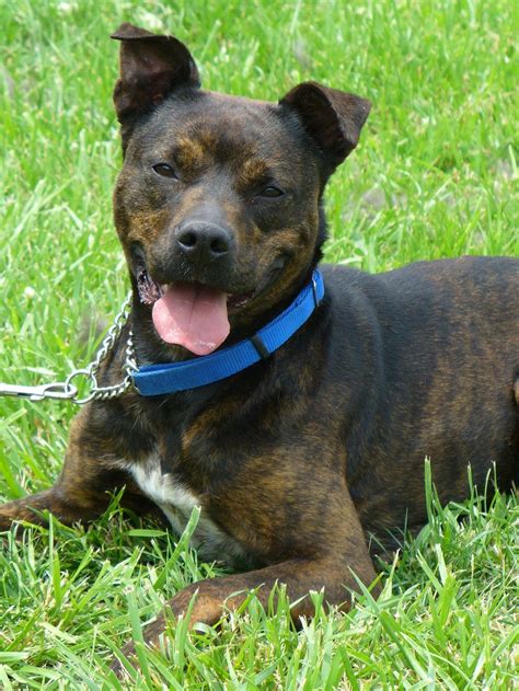 This is a brilliant, focused and hardworking breed. Pitbull Rottweiler Mix- Pitweiler | Labrottie.com