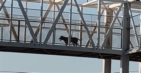 Captan A Perrito Cruzando Bulevar Por Puente Peatonal En Torreón A