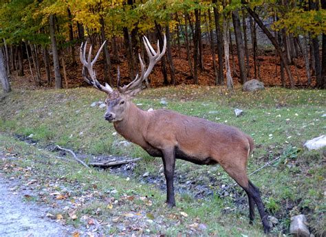Buck In The Forest Free Stock Photo Public Domain Pictures