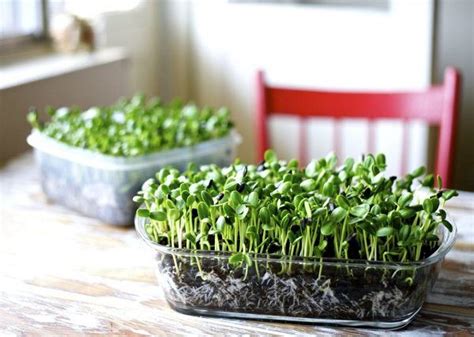 Everything About Growing Microgreens Best Microgreens To Grow