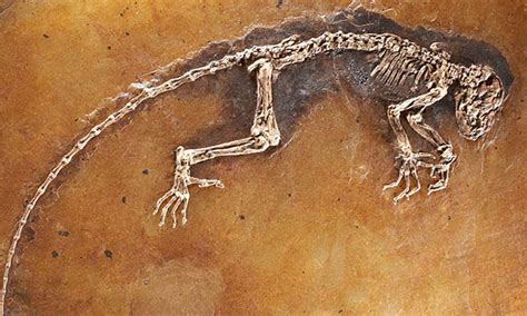 Paleontology FÓsiles Y Formas De TransiciÓn